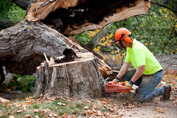 Best Best Tree Removal Services  in San Diego Country Estates, CA